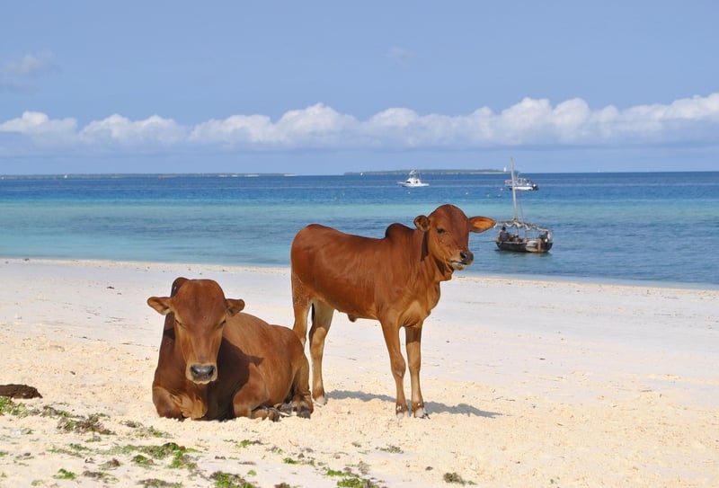 Chumbe Island Coral Park in Zanzibar